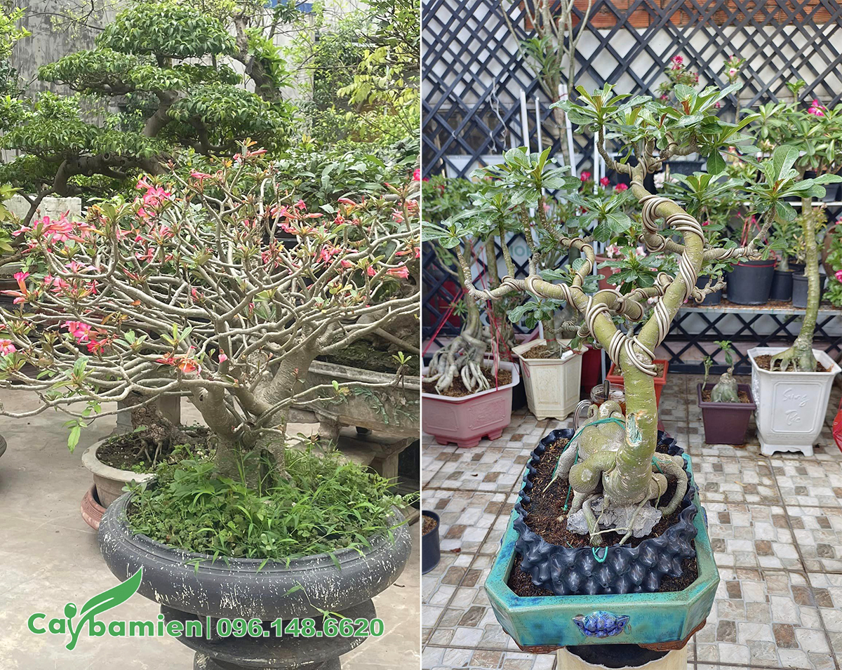 Những chậu và khay Sứ cảnh đẹp, dáng bonsai nghệ thuật