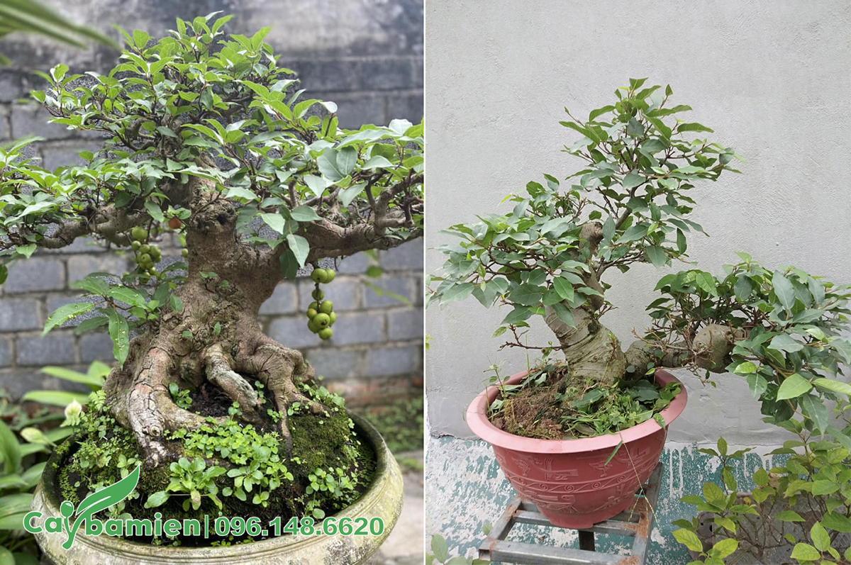 Chậu cây Sung bonsai đẹp, gốc lớn, đang ra quả
