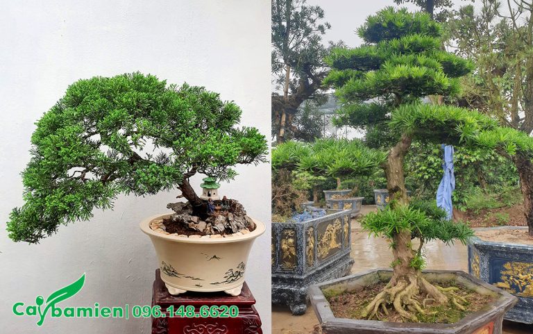 TOP 15 loại cây cảnh bonsai đẹp được yêu thích nhất