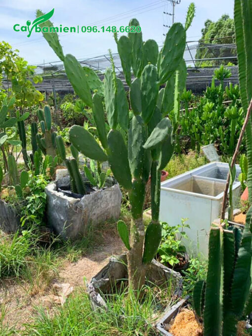 Xương Rồng Tai Thỏ cao 1m