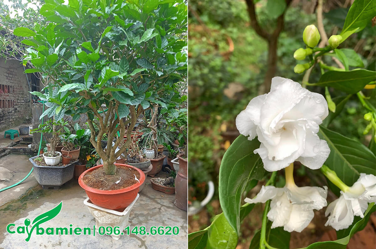 Hình ảnh cây Ngọc Bút trồng chậu và những bông hoa trắng muốt, thơm ngát