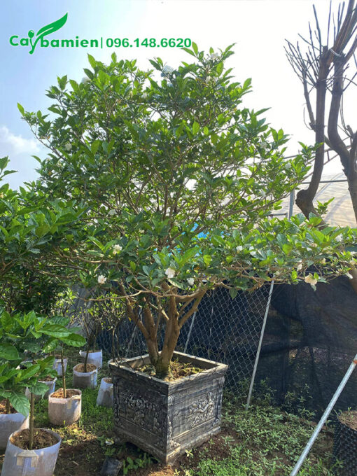 Ngọc Bút Cảnh hoa kéo, thoát thân cao 1m