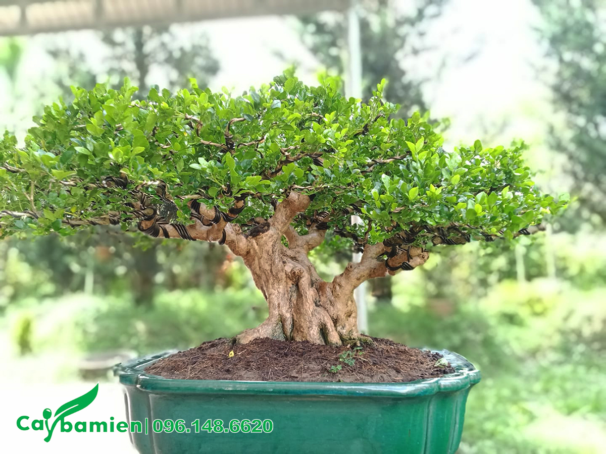 Cây cảnh bonsai Nguyệt Quế cao 30cm, tán rộng 4cm, gốc cổ thụ đường kính 15cm