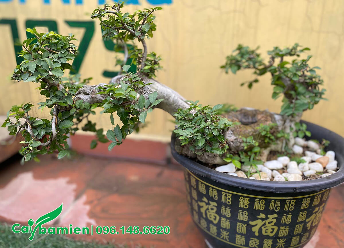 Cây Duối bonsai cảnh dáng nghiêng siêu đẹp
