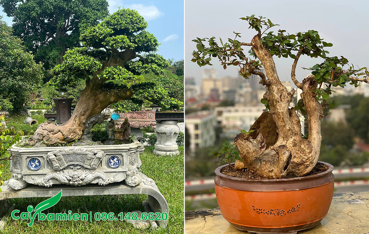 Duối bonsai trong trong chậu đá tự nhiên và chậu gốm cao cấp