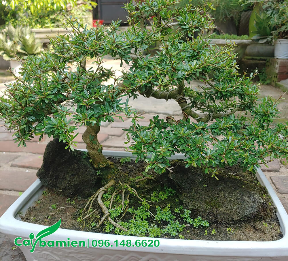 Chậu cây Linh Sam bonsai thác đổ siêu đẹp