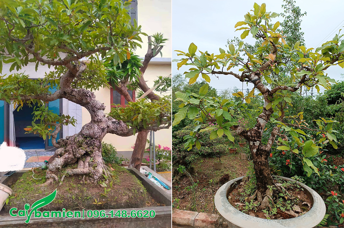 Những chậu cây Lộc Vừng cảnh bonsai cao 1m, đường kính 15 - 30cm