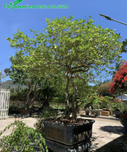 Chậu Ngọc Bút cổ thụ cao 2m
