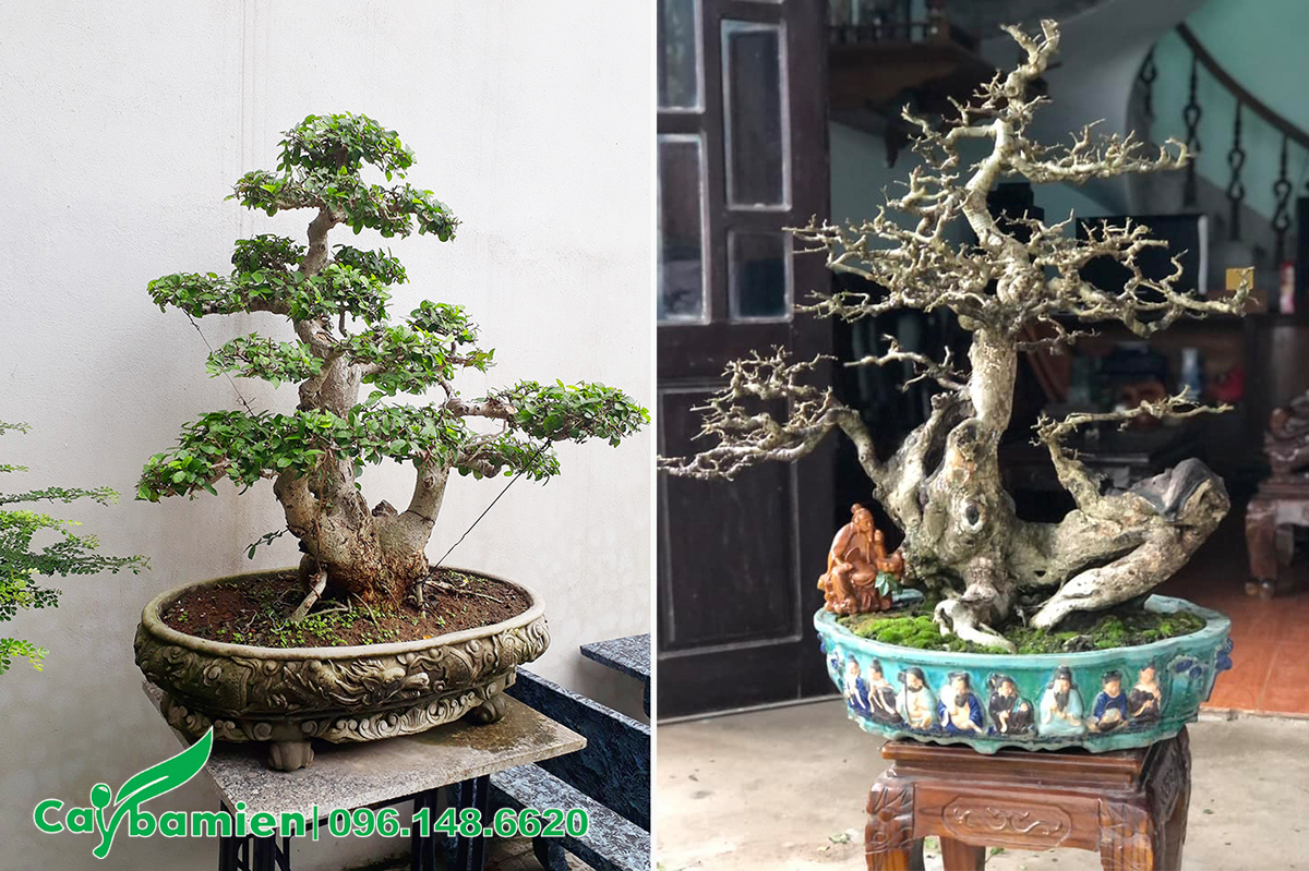 Hai chậu bonsai dáng đẹp, tán Tam Đa và Ngũ Phúc
