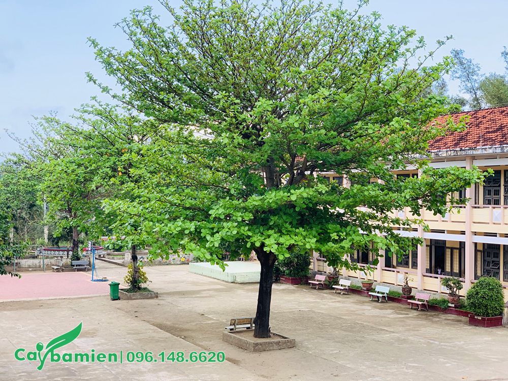 Những cây Bàng cổ thụ, tán lớn trồng ở giữa sân trường