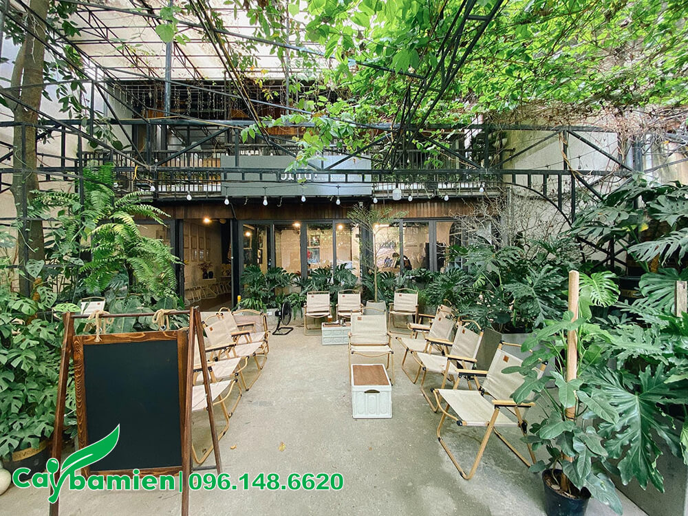Trang trí quán cafe sân vườn bằng cây xanh
