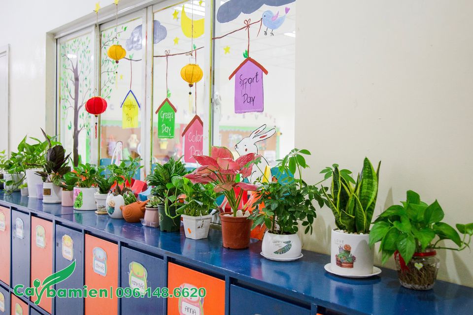 Những chậu cây xanh mini đặt trong lớp học