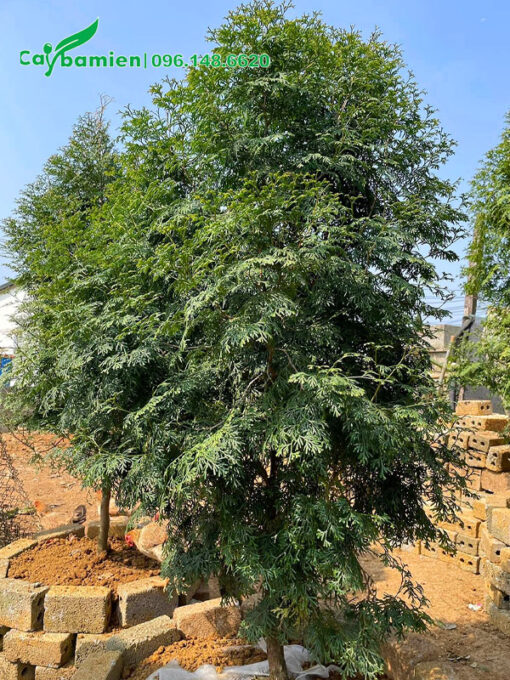 Bách Xanh mới trồng, chiều cao khoảng 2m