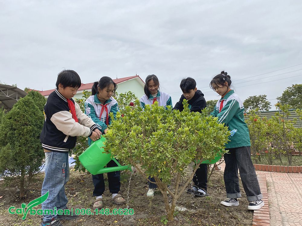 Tổ chức cho học sinh trồng và chăm sóc cây xanh