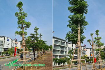 Kỹ thuật trồng và chống cây công trình cao lớn thực hiện bởi Cây Ba Miền