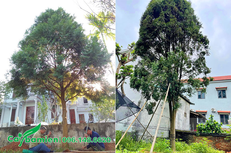 Trồng cây Bách Xanh lâu năm, cao 4 - 5m, đk gốc từ 10 - 15cm