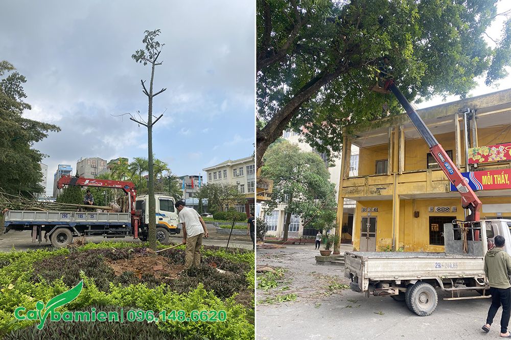 Cây Ba Miền đang thi công trồng và cắt tỉa cây xanh cho một trường Đại Học