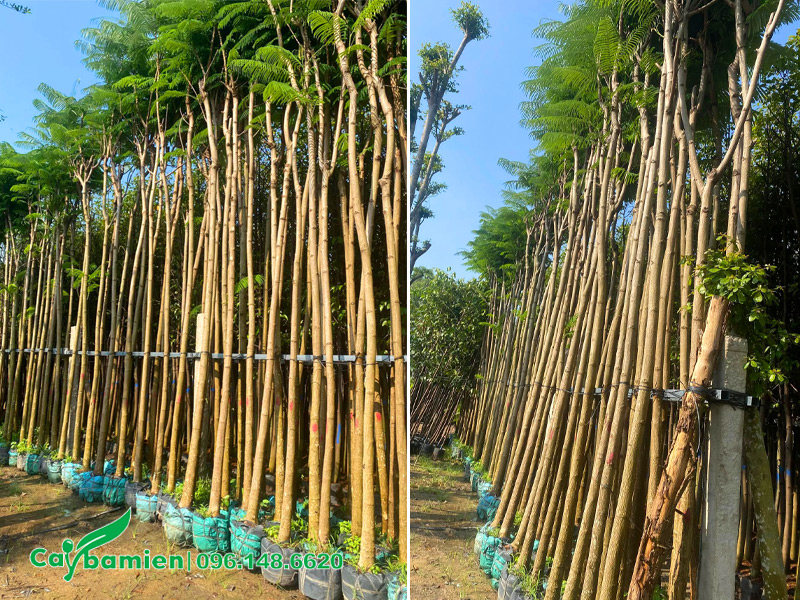Những hàng cây hoa phượng vĩ vàng dưỡng bầu đường kính gốc 8 - 10cm