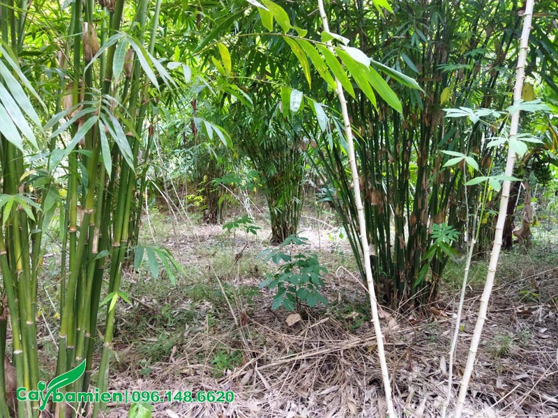 Vườn cây Vầu hơn 1 năm tuổi tại Yên Bái