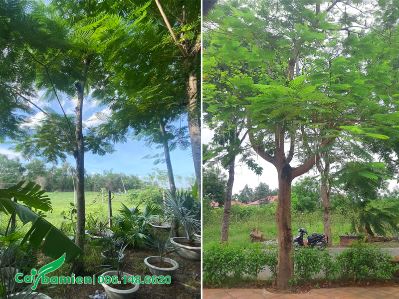 Trồng cây phượng vàng lâu năm, đường kính gốc 20cm