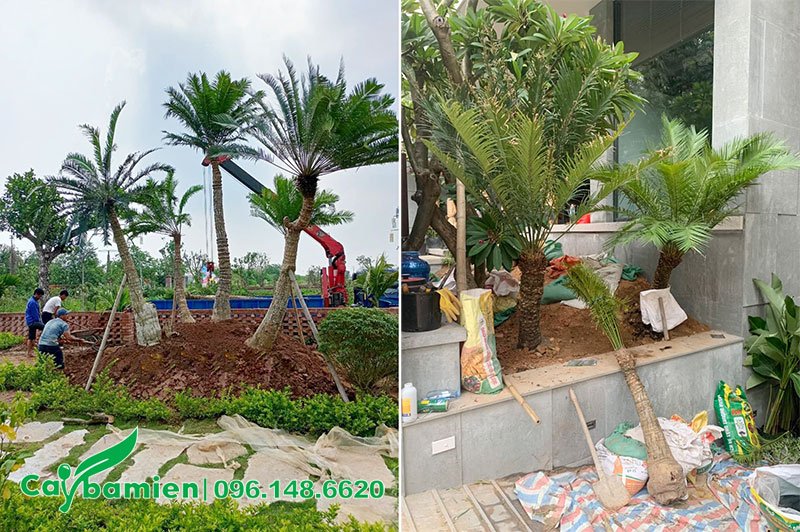 Trồng cây Thiên Tuế đủ mọi kích thước cho khu sinh thái tại Hà Nội