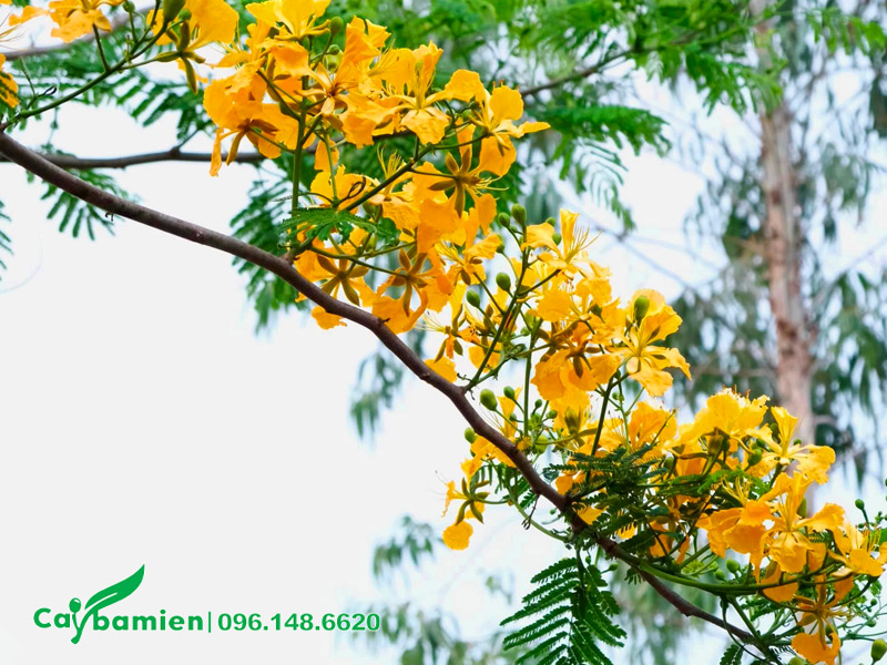 Cành hoa phượng vàng nở rộ