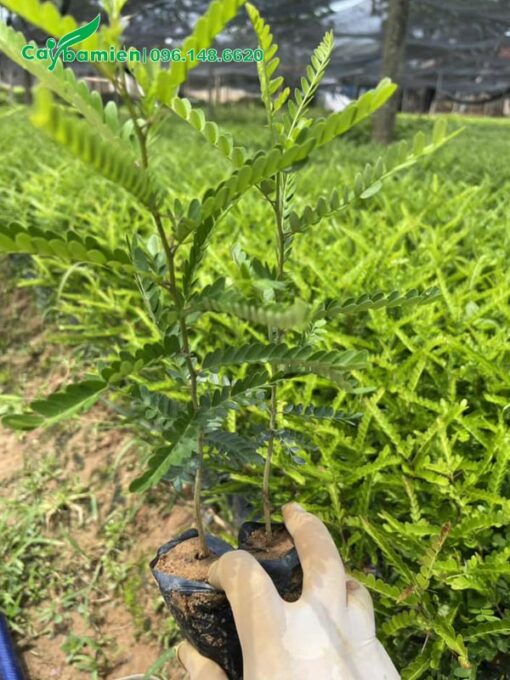 Cây Bồ Kết giống gieo hạt nguyên bầu, chiều cao khoảng 30cm