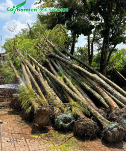 Hàng công trình dâm ủ lâu năm chiều cao 5 - 6m