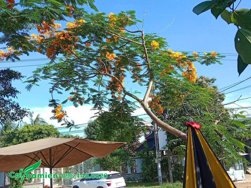 Cây hoa phượng vàng lâu năm trồng vỉa hè đường phố