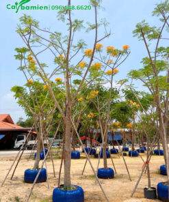 Phượng Vàng dâm ủ hàng tuyển, bầu đất đường kính 50 - 55cm