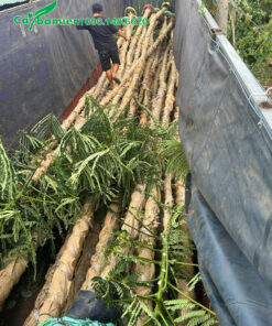 Cây thẳng đẹp, hàng cuốn thân chất lượng cao