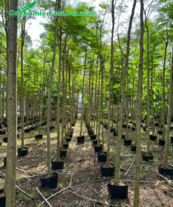 Cây cao hơn 3m, thân thẳng đẹp, trồng trong bầu