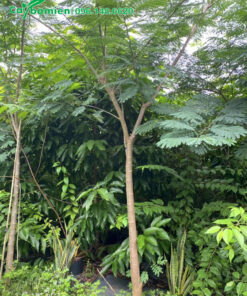 Mua cây phượng vĩ hoa vàng đang vỡ tán