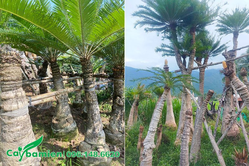 Vườn dưỡng số lượng lớn cây Thiên Tuế thoát thân từ 1 - 3m
