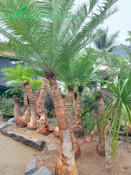 Thân cây Thiên Tuế hơn cong tạo vẻ đẹp nhẹ nhàng, thú vị