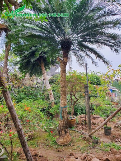 Tán lá tỏa tròn nhìn như chiếc đuôi công xinh đẹp màu xanh lá