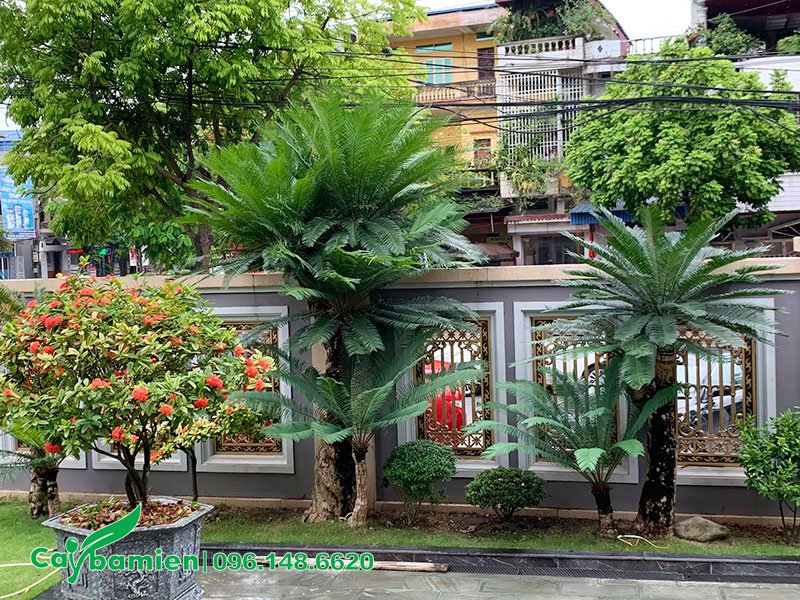 Trồng cây Thiên Tuế trang trí phía trước nhà biệt thự