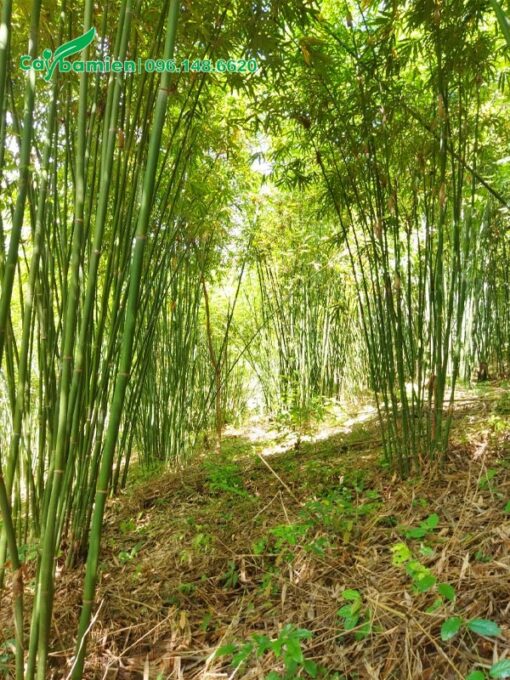 Mua cây Vầu thẳng đạp, cao 6 - 7m