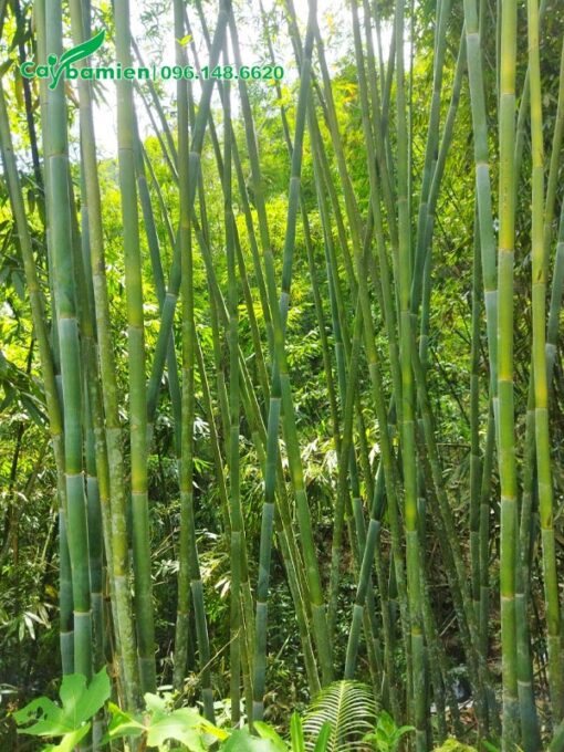 Rừng Vầu mọc tự nhiên