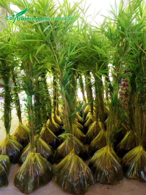 Những bọc cây Vầu giống lớn