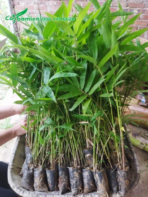 Cây giống Vầu nguyên bầu