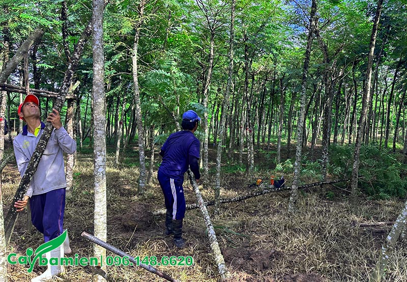 Công nhân đang bứng bầu Lim Xẹt để đem trồng cây cho giáo xứ Chân Lộc