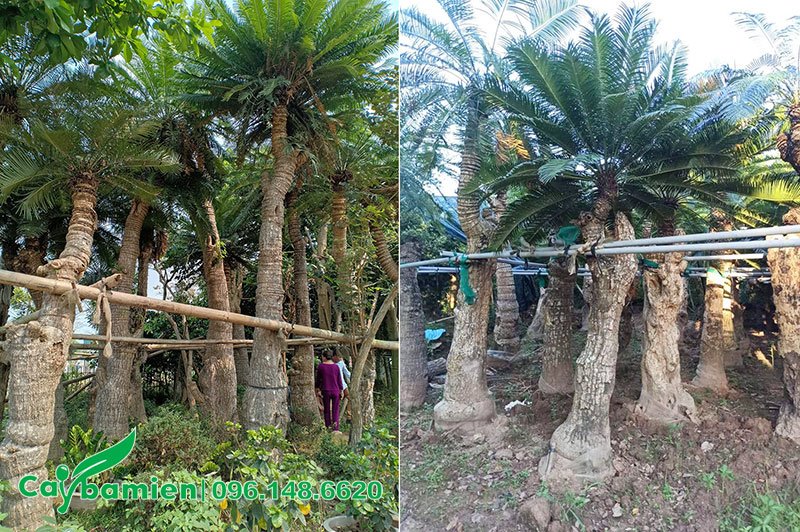 Vườn dâm ủ cây Sơn Tuế nhiều năm, gốc lớn có đường kính tới 30 - 40cm