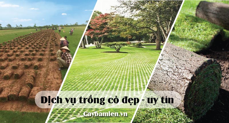 Cung cấp dịch vụ trồng cỏ uy tín, giá tốt