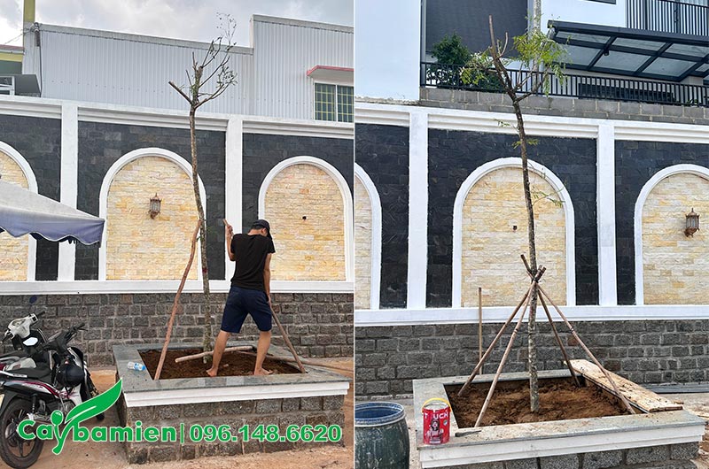 Công nhân đang dựng cọc chống để buộc cây Lim Xẹt mới trồng