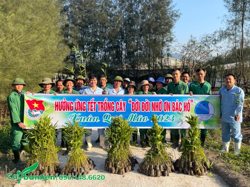 Cung cấp hàng nghìn cây giống Vầu cho dự án Tết trồng cây của hội Thanh Niên Việt Nam