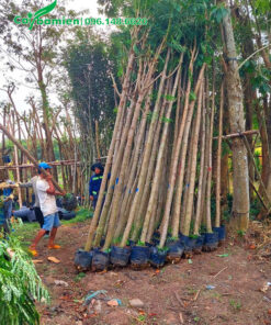 Phượng vàng cao 4 - 5m, đường kính gốc 5 - 8cm