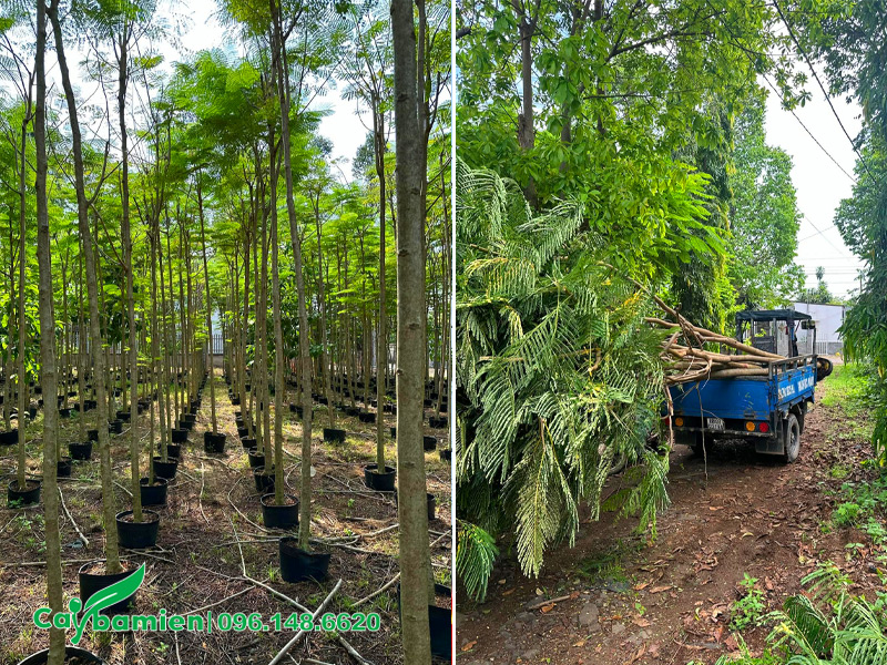 Vườn cây Phượng Vàng nhỏ chiều cao hơn 3m