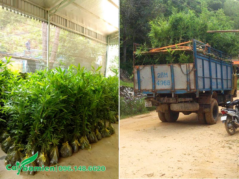 Chuẩn hàng nghìn cây giống Vàu bằng xe tải