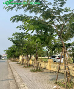 Hàng cây Phượng Vàng phát triển tốt sau 2 năm trồng